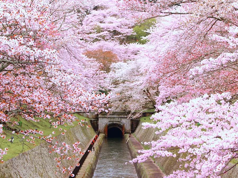 Art Pavilion × Night SakuraKansai Spring Day Tour - What to Expect from the Experience