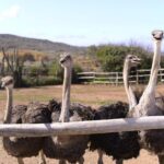 Aruba Ostrich Farm Tour with Lunch - Price and Value