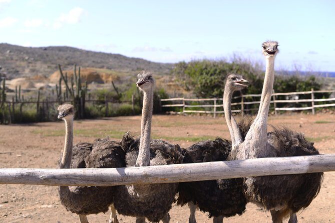 Aruba Ostrich Farm Tour with Lunch - Price and Value