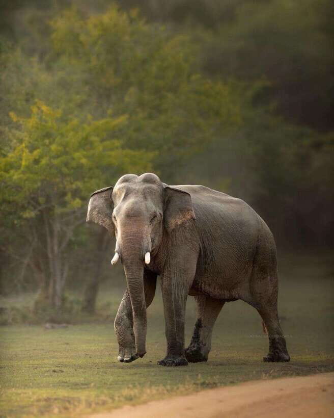 Arugam Bay: Kumana National Park Safari - Unlocking the Value of the Tour