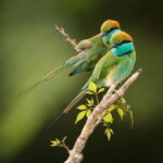 Arugam Bay: Yala Safari & DropOff in Ella - Safari + Transit - Value for Money