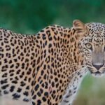 Arugambay to Yala National Park - Kumana National Park Safari - The Itinerary in Detail