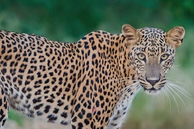 Arugambay to Yala National Park - Kumana National Park Safari - The Itinerary in Detail