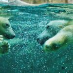 Asahiyama Zoo & Bibai Snow Land Snow Play Experience - The Value of This Tour
