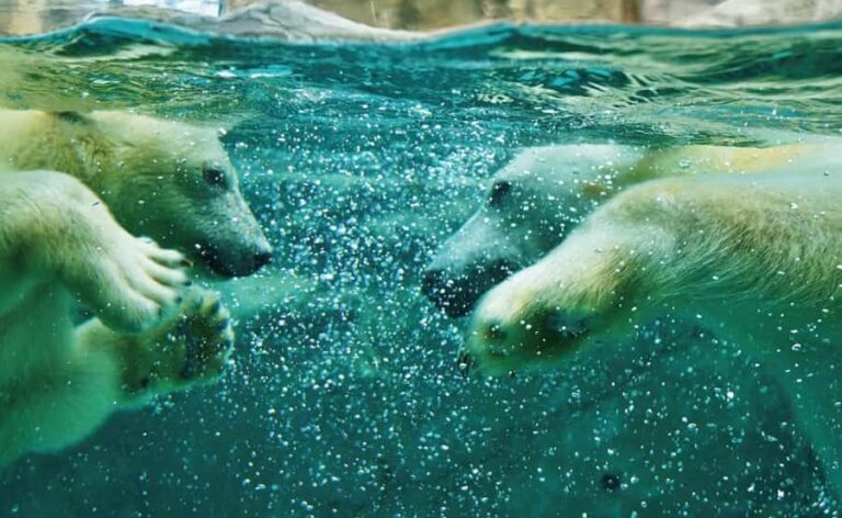 Asahiyama Zoo & Bibai Snow Land Snow Play Experience - The Value of This Tour