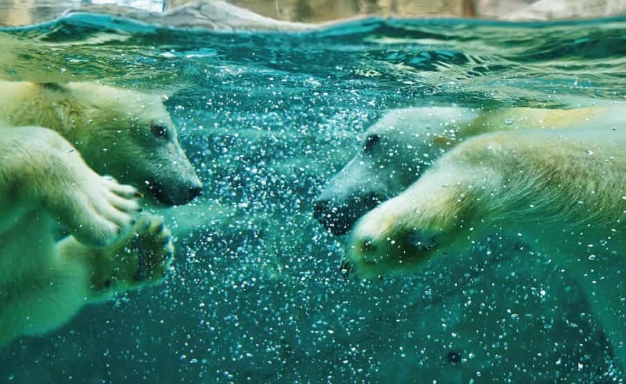 Asahiyama Zoo & Bibai Snow Land Snow Play Experience - The Value of This Tour