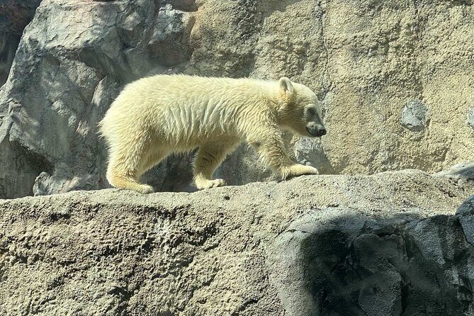 Asahiyama Zoo, Shirahige Falls, Biei, and Blue Pond Day Tour - A Deep Dive into the Day Tour Experience