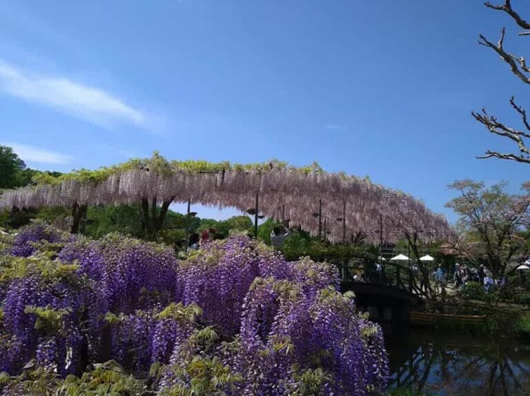 Ashikaga Flower Park Entry Ticket - Why This Tour Offers Good Value