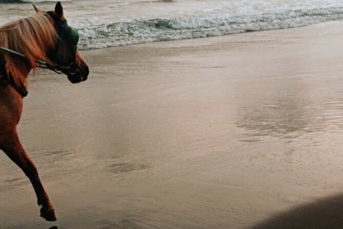 Australia: Coffs Harbour Beach Horse Ride & Lagoon Swim + Photos - An In-Depth Review of the Coffs Harbour Beach Horse Ride & Lagoon Swim