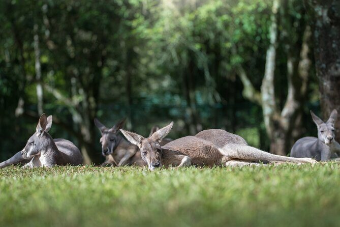 Australia Zoo Day Trip from Noosa /Sunshine Coast Region - The Itinerary: What Can You Expect?