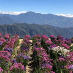 Baguio Atok Flower Blossoms (Private Tour) - In-Depth Look at the Tour Experience