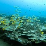 Bali, Amed Snorkeling, Kayak, and Paddle Board Tour - Why Choose This Amed Snorkeling and Kayaking Tour?