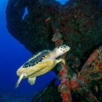 Bali, Amed: Wreck Diver Specialty & Kayak Adventure - Practical Details and Logistics