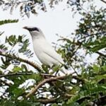 Bali: Bird Village, Batukaru Temple & Rice Terraces Tour - Why Choose This Tour?