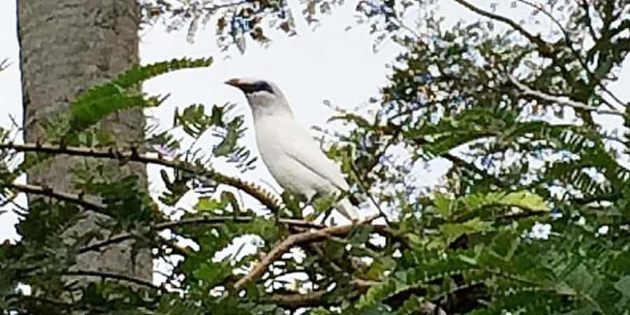 Bali: Bird Village, Batukaru Temple & Rice Terraces Tour - Why Choose This Tour?