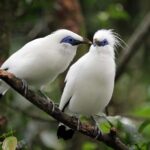 Bali: Bird-Watching Walk & Jungle Zipline Adventure - What Makes This Tour Truly Special