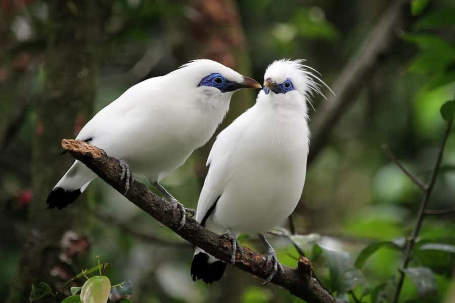Bali: Bird-Watching Walk & Jungle Zipline Adventure - What Makes This Tour Truly Special