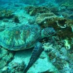 Bali: Blue Lagoon and Tanjung Jepun Snorkeling Tour - The Value of This Snorkeling Tour