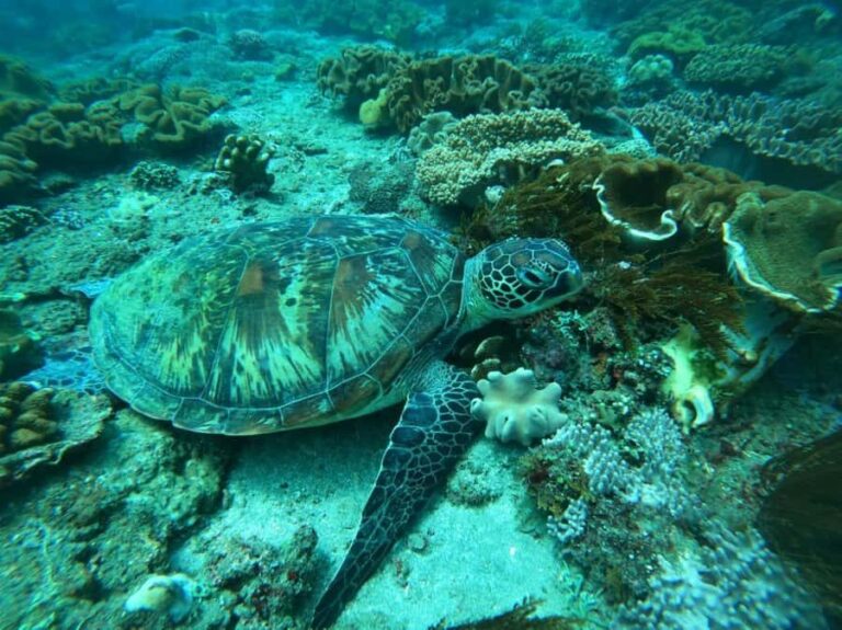 Bali: Blue Lagoon and Tanjung Jepun Snorkeling Tour - Good To Know