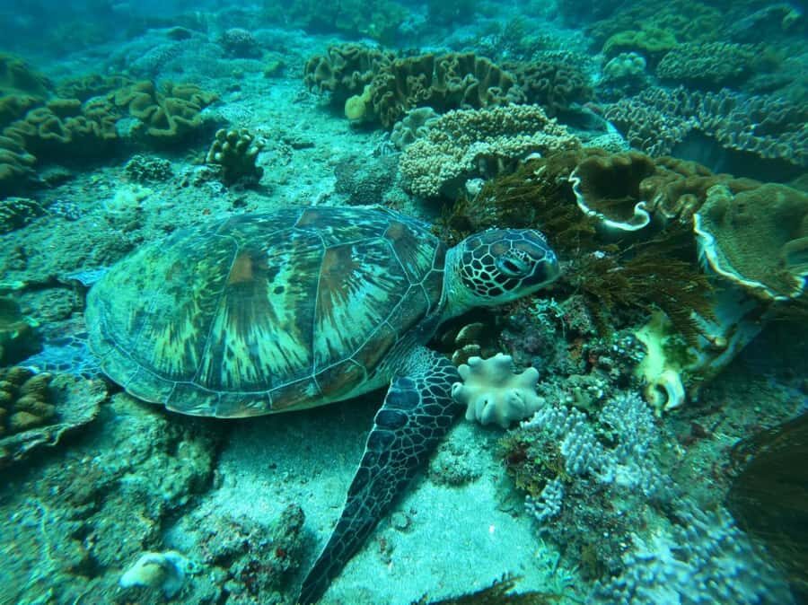 Bali: Blue Lagoon and Tanjung Jepun Snorkeling Tour - Good To Know