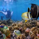 Bali Blue Lagoon Snorkeling Tour - Exploring Bali’s Underwater Paradise