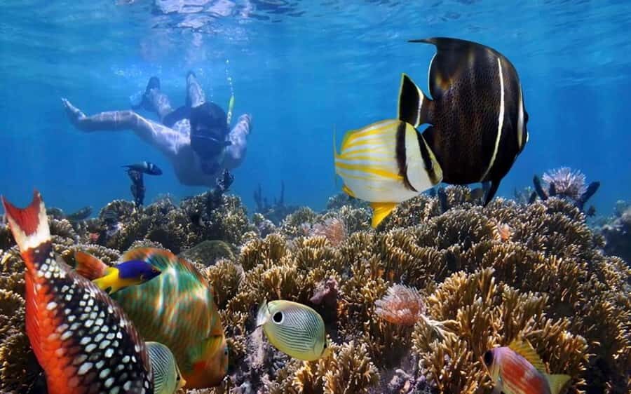 Bali Blue Lagoon Snorkeling Tour - Exploring Bali’s Underwater Paradise