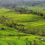 Bali: Chocolate Tour with Rice Terraces and Temple Visit - What Makes This Tour Stand Out