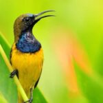 Bali: Countryside Bird Watching Tour with Hotel Transfer - What Makes This Tour Special?