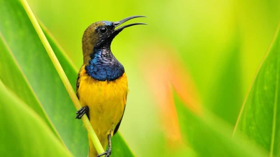 Bali: Countryside Bird Watching Tour with Hotel Transfer - What Makes This Tour Special?