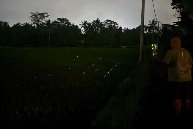 Bali: Cultural Ritual, Local Cuisine & Firefly Adventure - Why This Tour Offers Great Value