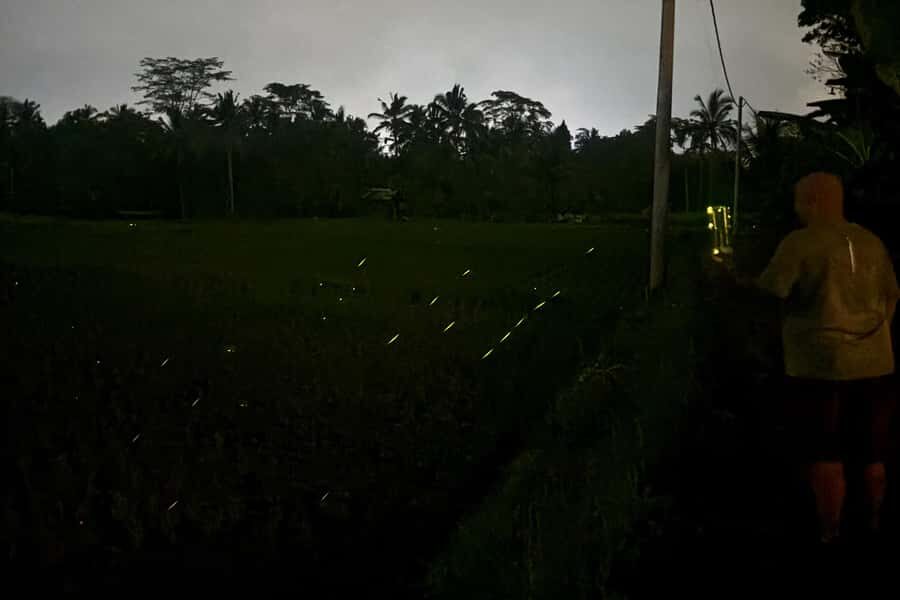 Bali: Cultural Ritual, Local Cuisine & Firefly Adventure - Why This Tour Offers Great Value