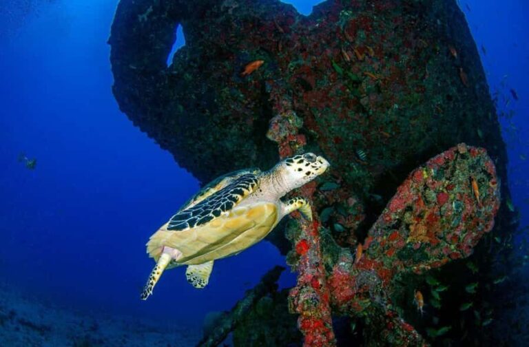 Bali Day Trip: Fun Dive at Liberty Wreck & Kayak Adventure - FAQ