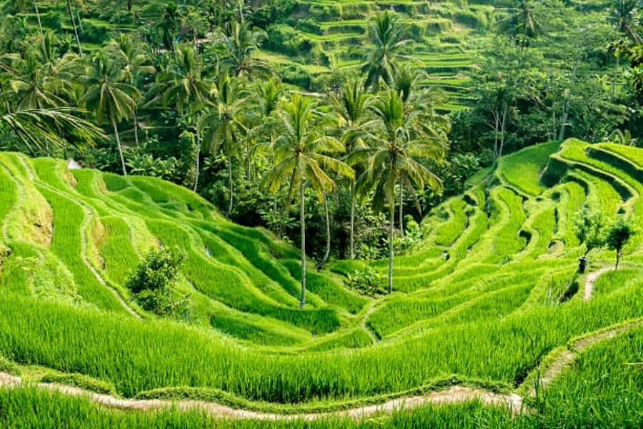Bali: Exclusive VIP & Fully Customizable Private Luxury Trip - A Detailed Breakdown of the Itinerary