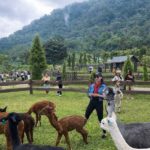 Bali: Farm House Pancasari & Strawberry Picking Tour - Who Will Love This Tour?