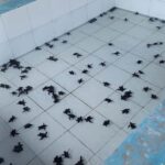 Bali: Horse Riding & Turtle Release Experience at Saba Beach - The Value of This Tour