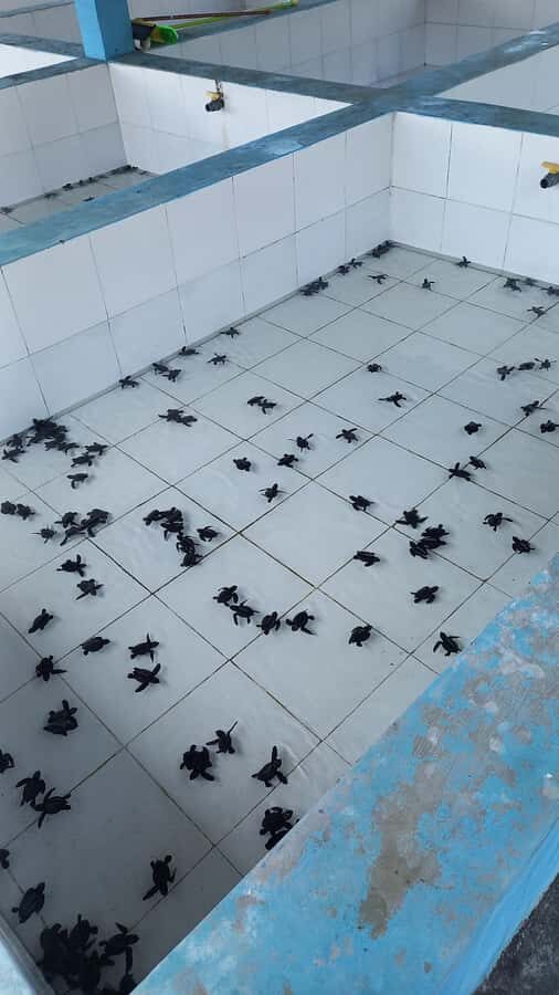 Bali: Horse Riding & Turtle Release Experience at Saba Beach - The Value of This Tour