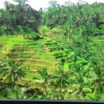 Bali in 1-Day : Rice Terrace, Volcano, Tanah lot - All Inclusive - Who Is This Tour Best For?