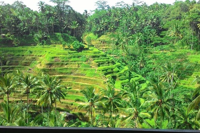 Bali in 1-Day : Rice Terrace, Volcano, Tanah lot - All Inclusive - Who Is This Tour Best For?