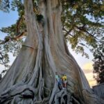 Bali: Jatiluwih Rice Terraces Walking Tour And Tanah Lot - An In-Depth Look at the Bali Jatiluwih Rice Terraces and Tanah Lot Tour