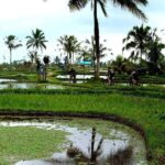 Bali: Kintamani Downhill Bike Tour and Natural Jungle Swim - The Cycling Experience: Rice Paddies, Villages, and Plantations