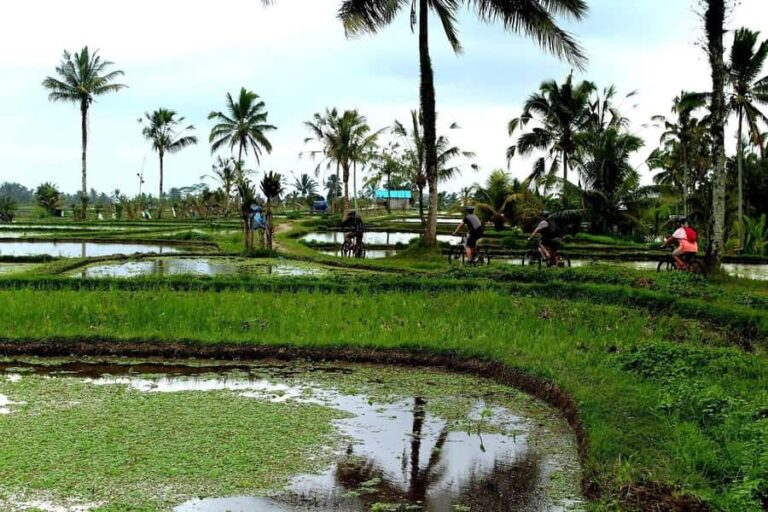 Bali: Kintamani Downhill Bike Tour and Natural Jungle Swim - The Cycling Experience: Rice Paddies, Villages, and Plantations