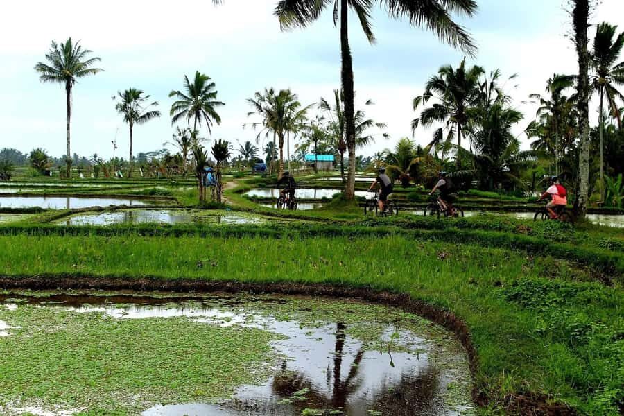 Bali: Kintamani Downhill Bike Tour and Natural Jungle Swim - The Cycling Experience: Rice Paddies, Villages, and Plantations