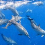 Bali/Lovina: Sunrise Dolphin Snorkel & Waterfall Cliff Jump - Transportation, Timing, and Group Size