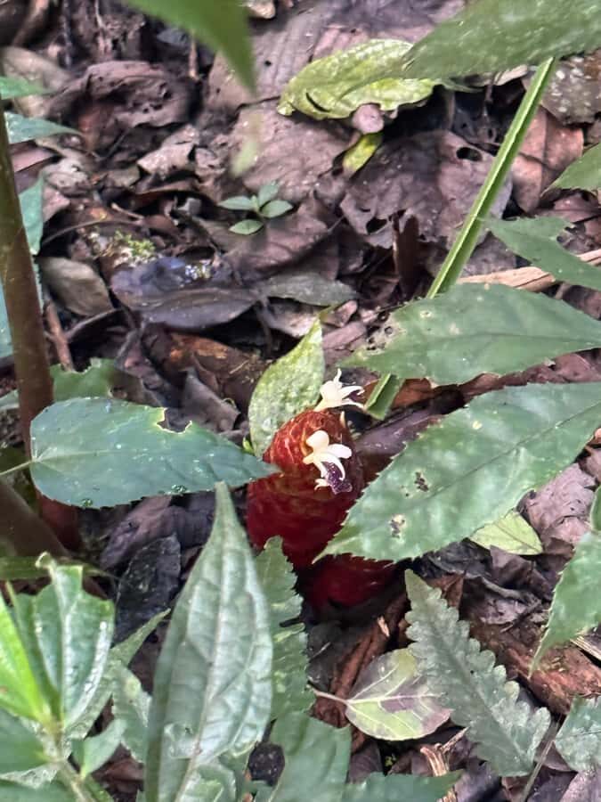 Bali Nature Forest Walk Tour - What to Expect During the Bali Nature Forest Walk