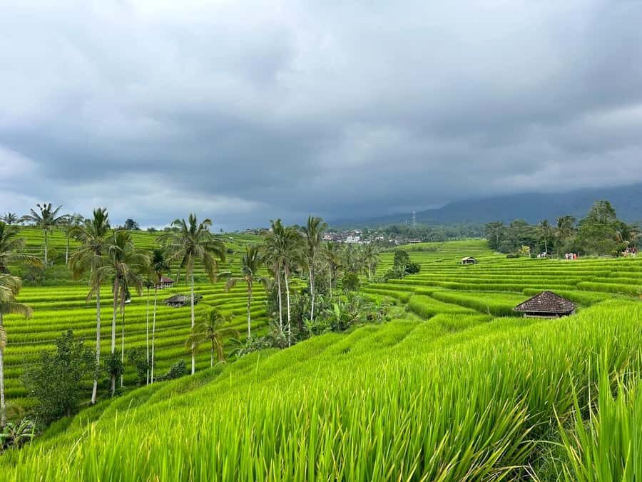 Bali: Nung-Nung Waterfall & Rice Terraces Tour - Practical Details and Logistics