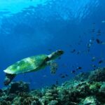 Bali: Padangbai Blue Lagoon Scuba Diving Private Tour - Detailed Breakdown of the Tour Experience