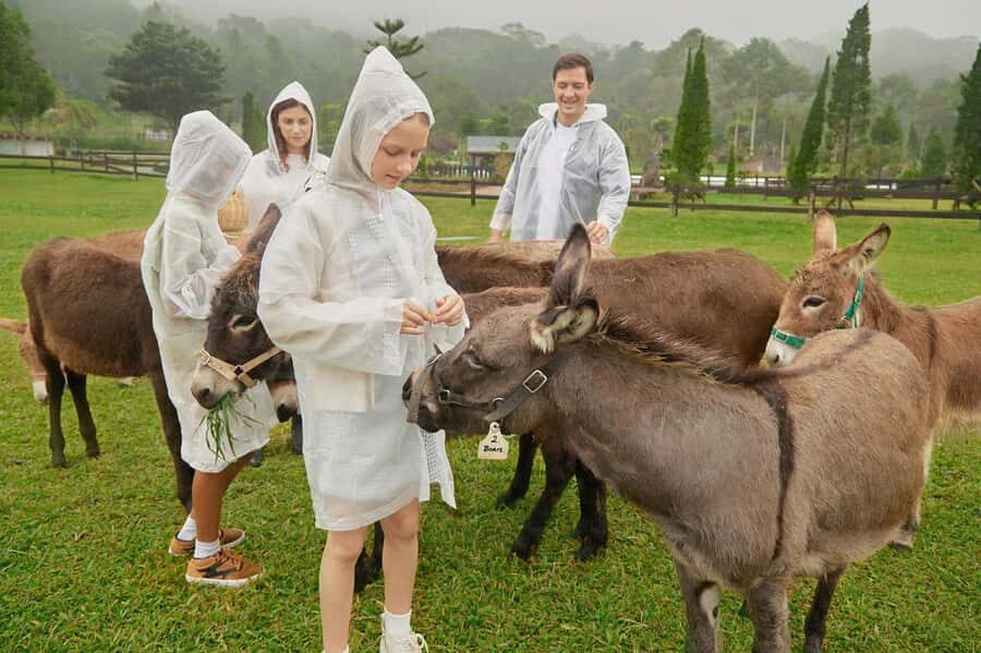 Bali: Picnic with Alpacas/Donkeys and Temple Tour - An Overview of the Experience