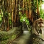 Bali Private Car Charter with English Speaking Driver - What Travelers Can Expect