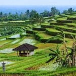 Bali: Private Sangeh Monkey Forest, Temple & Waterfall Tour - Transport, Duration, and Practical Details