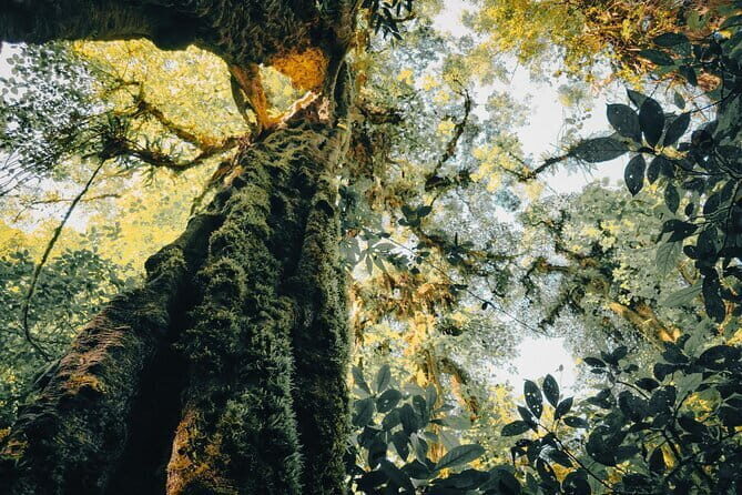 Bali Rainforest Hiking With Canoeing And Waterfall Adventure - What’s Included and What’s Not